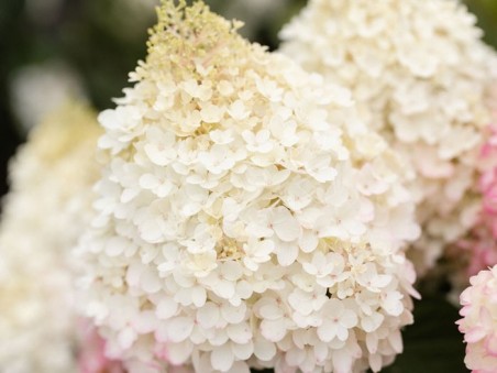 HYDRANGEA paniculata Living Red Velvet ®