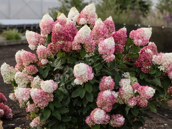HYDRANGEA paniculata Living Colourful Cocktail ®