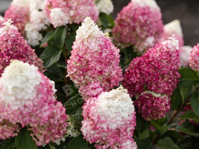 HYDRANGEA paniculata Living Colourful Cocktail ®