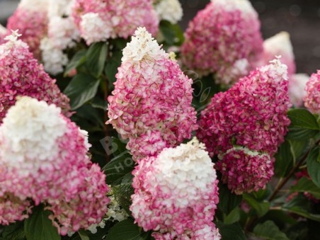HYDRANGEA paniculata Living Colourful Cocktail ®