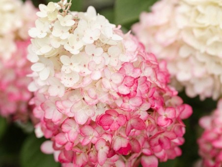 HYDRANGEA paniculata Living Colourful Cocktail ®