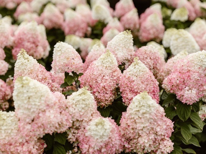 HYDRANGEA paniculata Living Colourful Cocktail ®