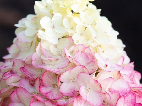 HYDRANGEA paniculata Living Colourful Cocktail ®