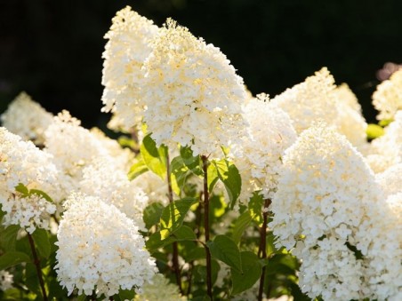 HYDRANGEA paniculata Living Sugar Rush ®