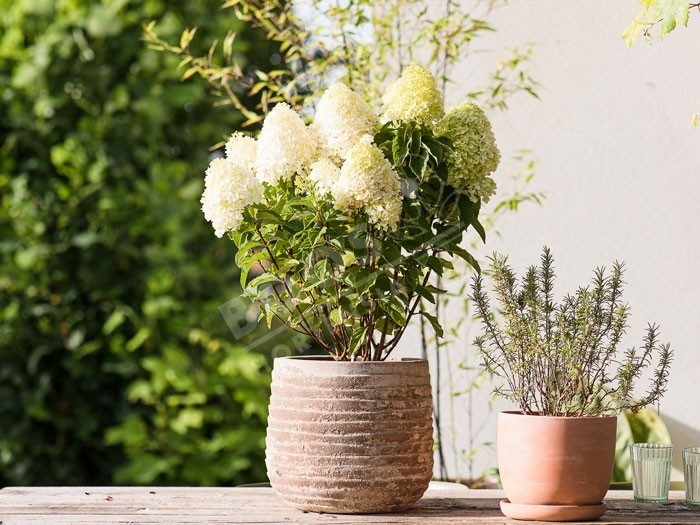 HYDRANGEA paniculata Living Sugar Rush ®