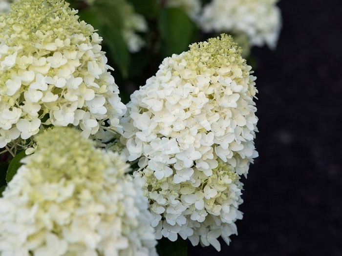 HYDRANGEA paniculata Living Sugar Rush ®