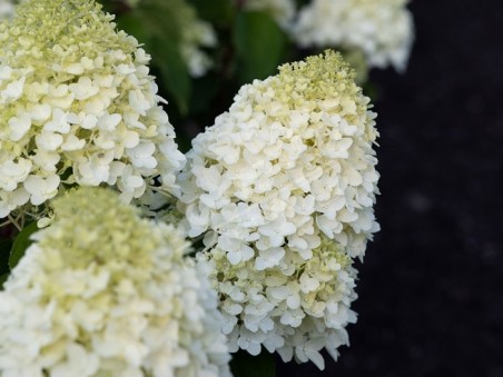 HYDRANGEA paniculata Living Sugar Rush ®