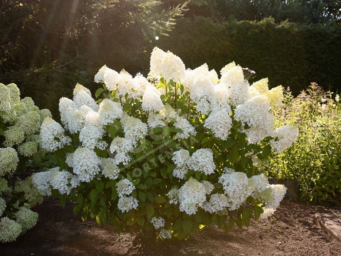 HYDRANGEA paniculata Living Sugar Rush ®