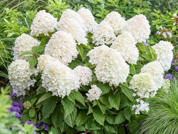 HYDRANGEA paniculata Living Sugar Rush ®