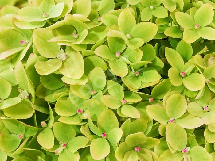 HYDRANGEA paniculata Living Little Apple ®