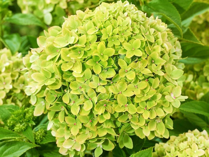 HYDRANGEA paniculata Living Little Apple ®