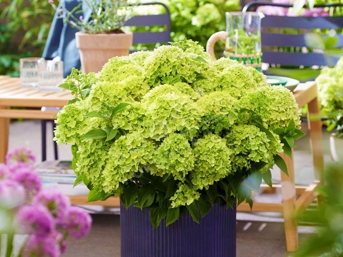 HYDRANGEA paniculata Living Little Apple ®