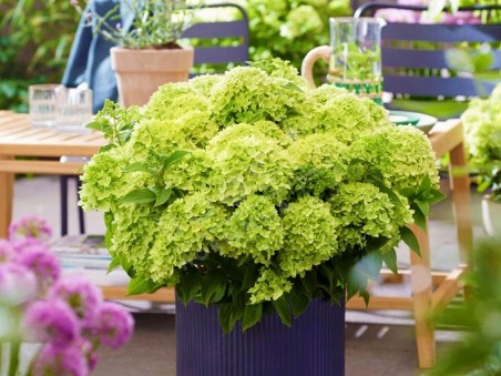HYDRANGEA paniculata Living Little Apple ®