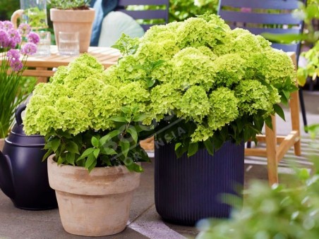 HYDRANGEA paniculata Living Little Apple ®