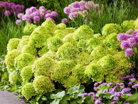 HYDRANGEA paniculata Living Little Apple ®