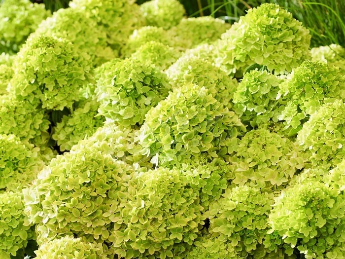 HYDRANGEA paniculata Living Little Apple ®