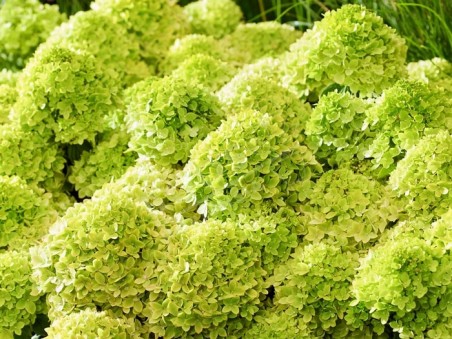 HYDRANGEA paniculata Living Little Apple ®
