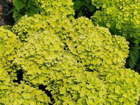 HYDRANGEA paniculata Living Little Apple ®