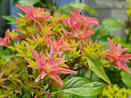 HORTENSIA You&Me® Princess Diana