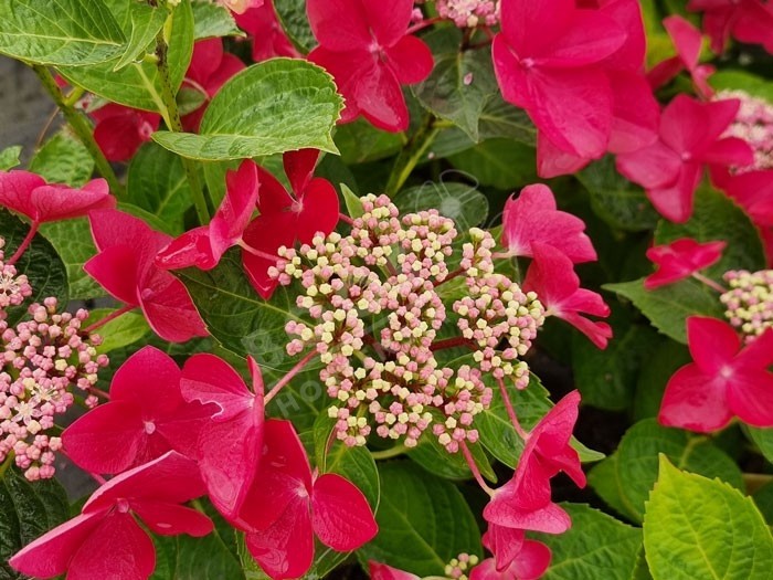 HORTENSIA 'Rotschwanz'