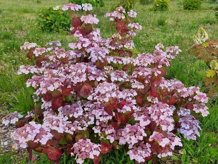 HYDRANGEA serrata 'Shojo'