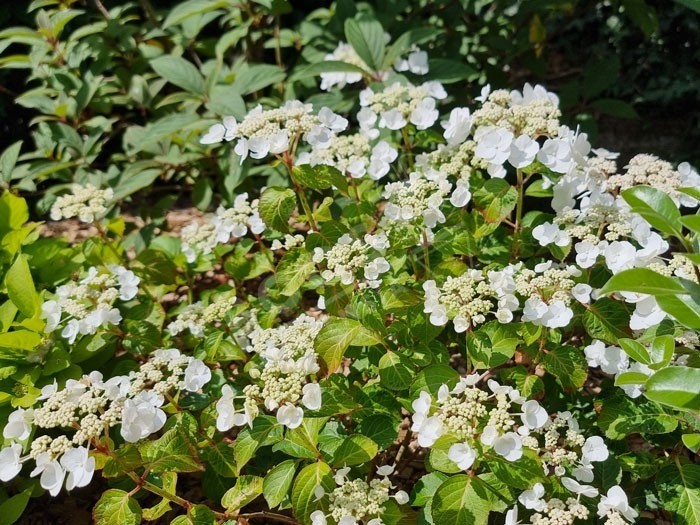 Hortensia HYDREAM® 'Starlight'