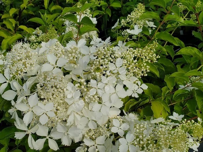 fleurs d'Hydrangea paniculata Hydream Lacy