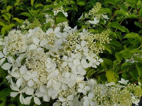 fleurs d'Hydrangea paniculata Hydream Lacy
