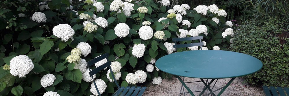 Hydrangea arborescens - Vente en ligne - direct producteur