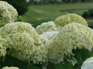 Hydrangea arborescens