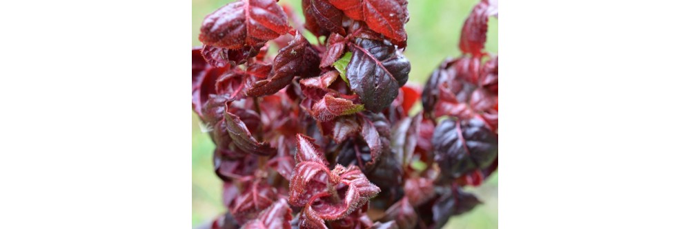 Hydrangea anomala , grimpant