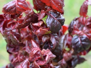 Hydrangea anomala