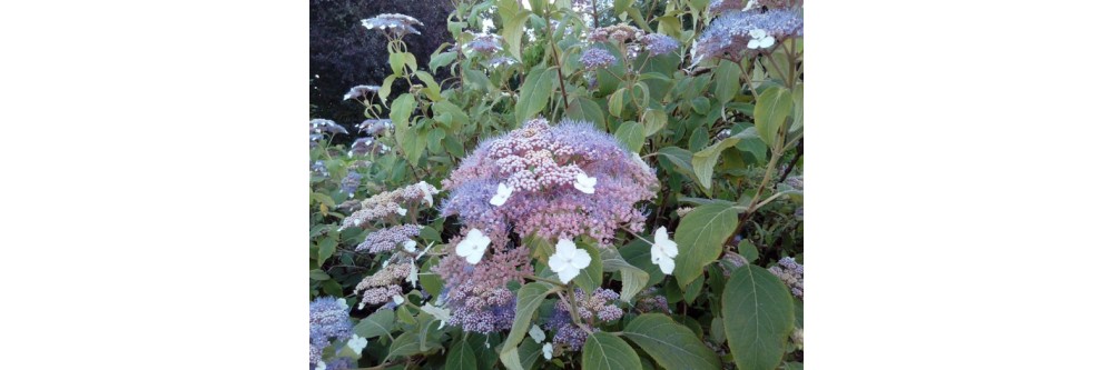 Hydrangea aspera