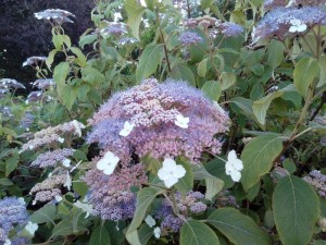 Hydrangea aspera