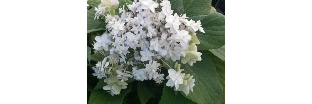 Hydrangea involucrata