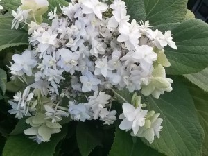 Hydrangea involucrata