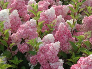 Hydrangea paniculata