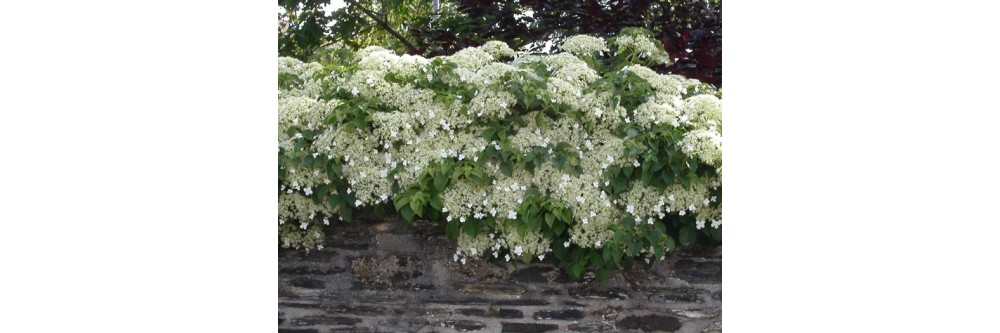 Hydrangea petiolaris