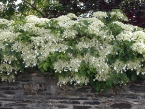 Hydrangea petiolaris