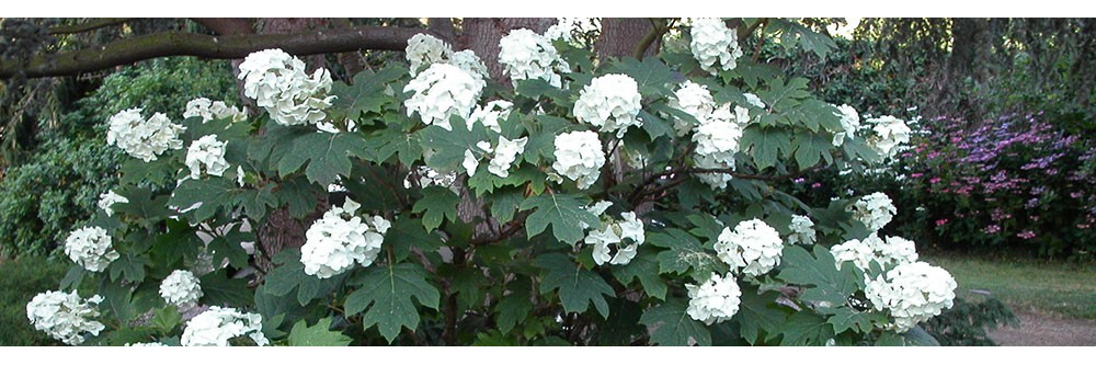 Variétés d'Hydrangea quercifolia Vente directe producteur