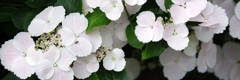 Vente d'hydrangea scandens, Vente par producteur collectionneur