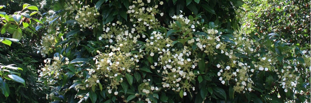 Vente d'Hydrangea seemani, par producteur collectionneur
