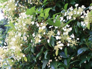 Hydrangea seemanii