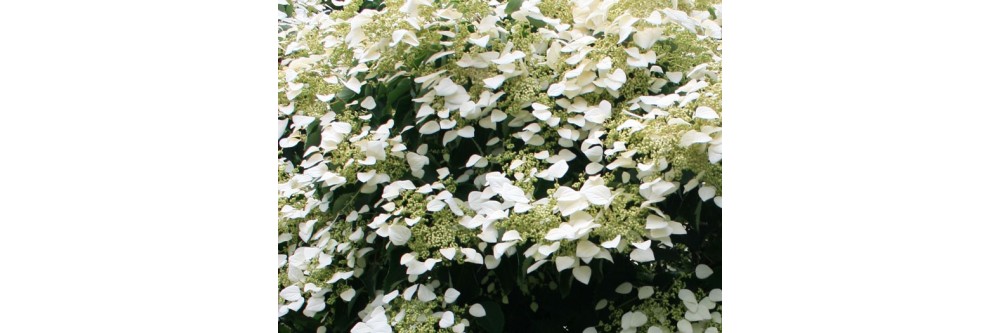 Vente de Schizophragma hydrangeoides, par producteur collectionneur