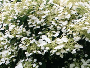 Schizophragma hydrangeoides