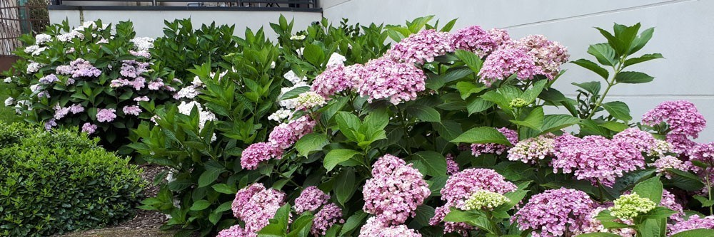 Hortensia fleurs en boule