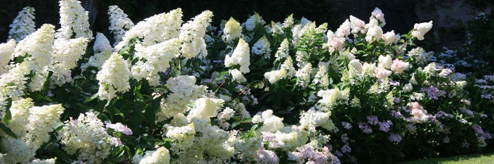 Hortensia fleurs à panicules