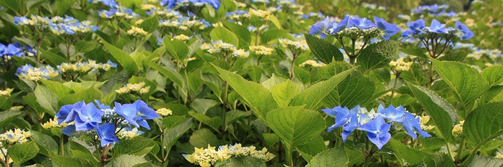 Hortensia à fleurs plates - Hydrangea Teller