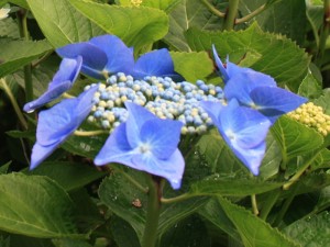 Fleurs plates