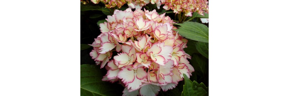 Variétés d'hortensia bicolores